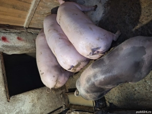 De vanzare purcele de carne si porci de la 90kg la120 