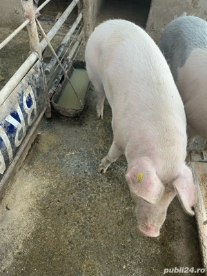 porc de vanzare