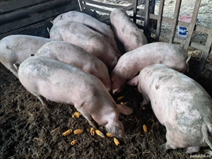 vind porci pentru craciun 