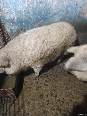 scroafa mangalita 170 kg