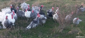 curcani si curci  - imagine 2