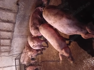 Porci de tara crescuti natural de vanzare