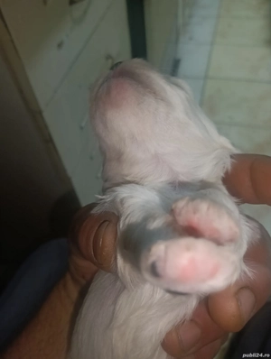 de vânzare  - imagine 4