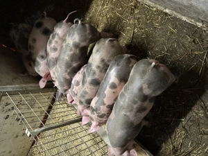 Purcei pietrain de vânzare 