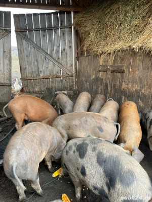 Vand Soldani - imagine 3