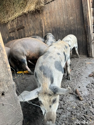 Vand Soldani - imagine 2