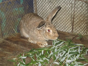 Iepuri urias german deparazitati si vaccinati