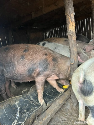 Vand Porci - imagine 2