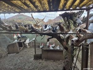 porumbei meulemans pe galben si pietraini - imagine 2