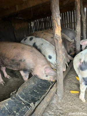 Vand Porci - imagine 3