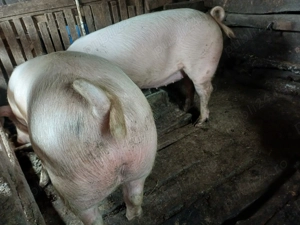 Vand porci grași 14 lei kg