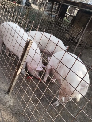 Vand porc crescut la tara