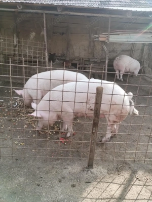 Vand porc crescut la tara - imagine 2