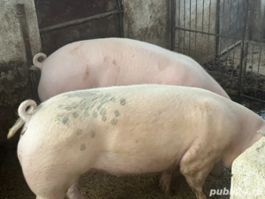 Porci de taiat aprox 140 kg - imagine 3