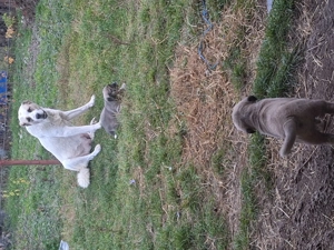 Catei de vanzare  foarte frumoși!  - imagine 4