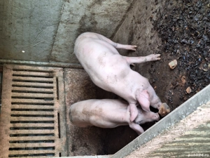 De vanzare - imagine 3