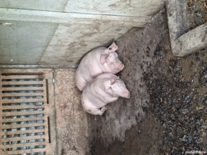 De vanzare - imagine 2