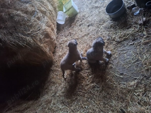 Catei de vanzare  foarte frumoși!  - imagine 5