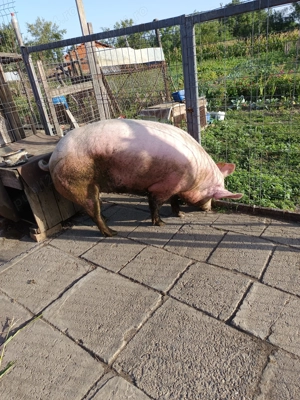 Vand porc loc Peles - imagine 3