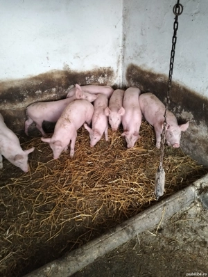 vand purcei de carne 