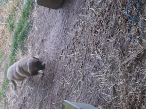 Catei de vanzare  foarte frumoși!  - imagine 8