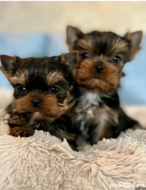 yorkshire terrier superbi