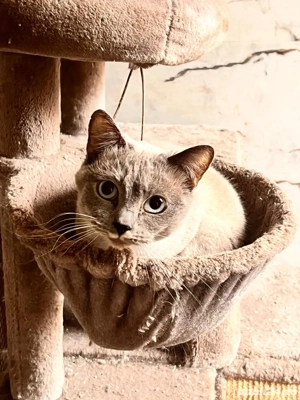 Pisicuta pt adoptie - imagine 3