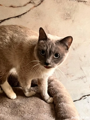 Pisicuta pt adoptie - imagine 2