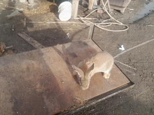 De vanzare sau schimb pe un mascul 