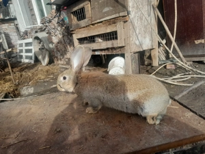 De vanzare sau schimb pe un mascul  - imagine 2