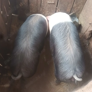 Porc bazna de vanzare, 140 kg ,  Câmpeni -Alba.   