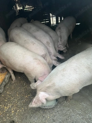 Porci de vânzare ! - imagine 3