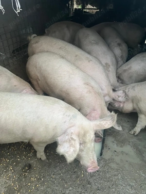Porci de vânzare ! - imagine 2