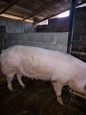 Vand purcea 200 kg dambovita