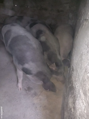 porci grași petrean rasă de carne - imagine 3