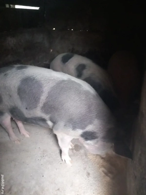 porci grași petrean rasă de carne - imagine 2