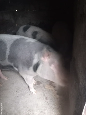 porci grași petrean rasă de carne - imagine 4