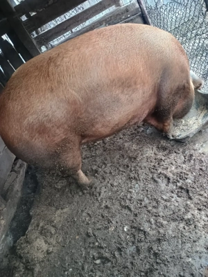 Porci  crescut  cu cereale 