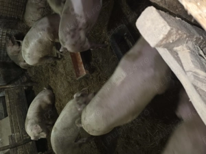 Porci de vanzare - imagine 3