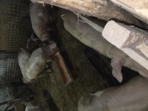 Porci de vanzare - imagine 2