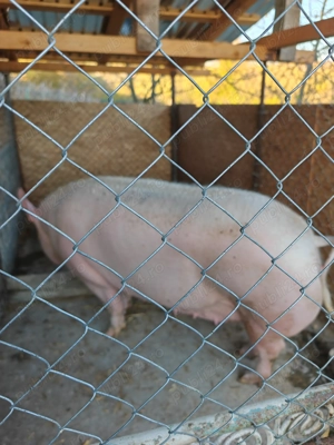Porci de vanzare - imagine 4