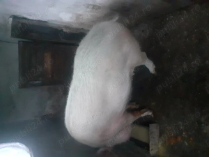 Vând porc 300 kg - imagine 2