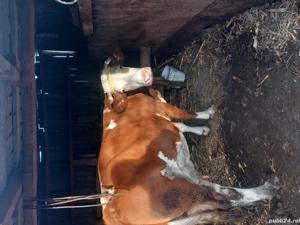 vaca de vanzare  - imagine 3