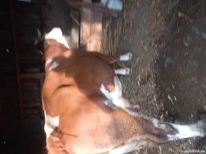 vaca de vanzare  - imagine 4