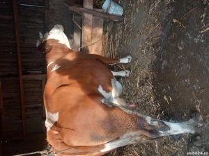 vaca de vanzare  - imagine 2