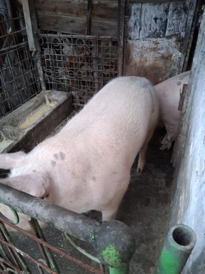 Porc de carne crescut bio