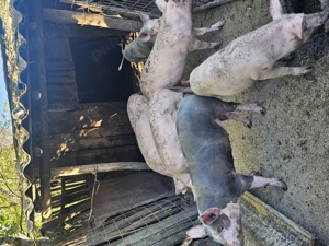 Vand porci in jur de 35kg 700lei bucata  - imagine 2