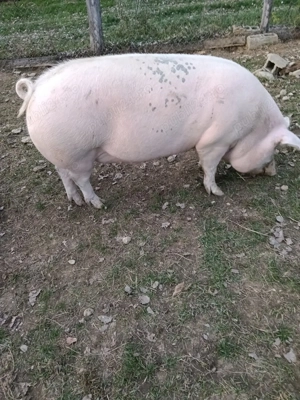 Porci de vanzare