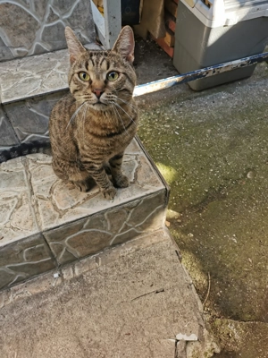 Pisici pentru adoptie.  - imagine 3