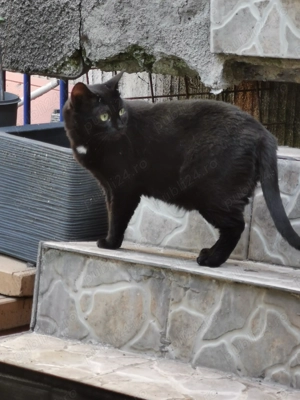 Pisici pentru adoptie.  - imagine 2